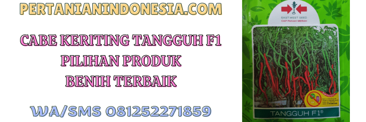 cabe keriting,tangguh,f1,tangguh f1,panah merah,pertanian indonesia